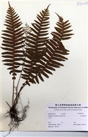 藏品(耳形瘤足蕨)的圖片